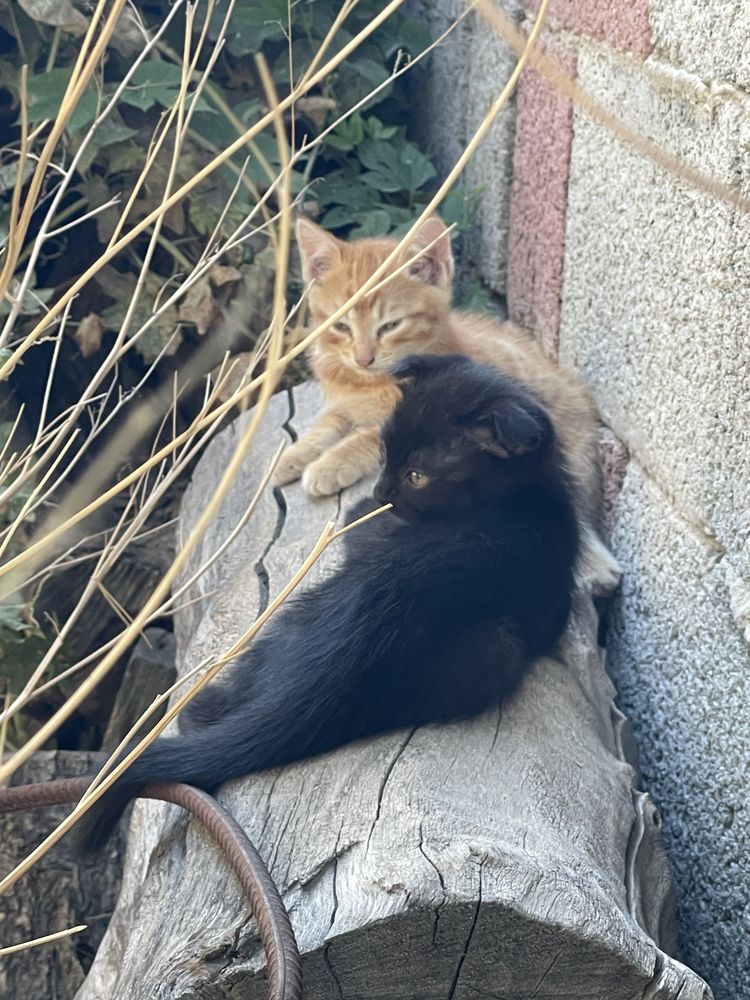 Отдам котят в хорошие руки