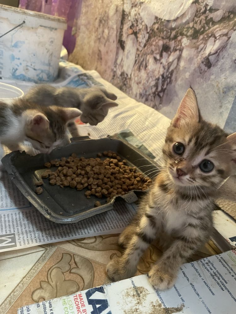 Отдам котят в добрые руки