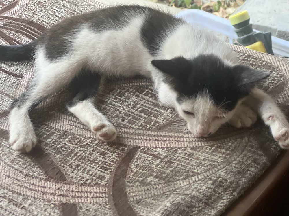 Отдам котят бесплатно в добрые руки