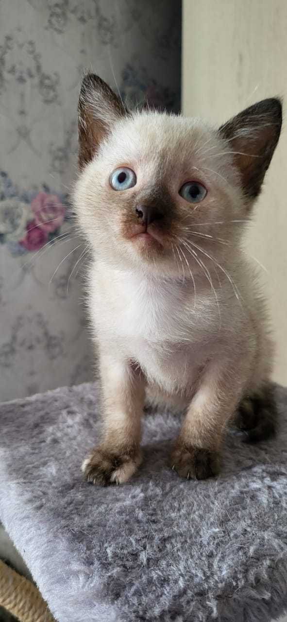 Котенок ищет дом.