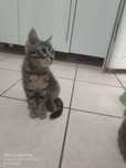 3-месячный котенок мальчик