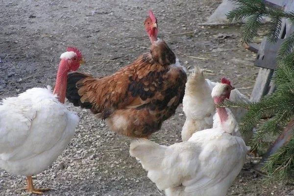 Голошейка цыплята