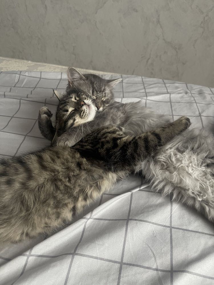 Потерялась кошка