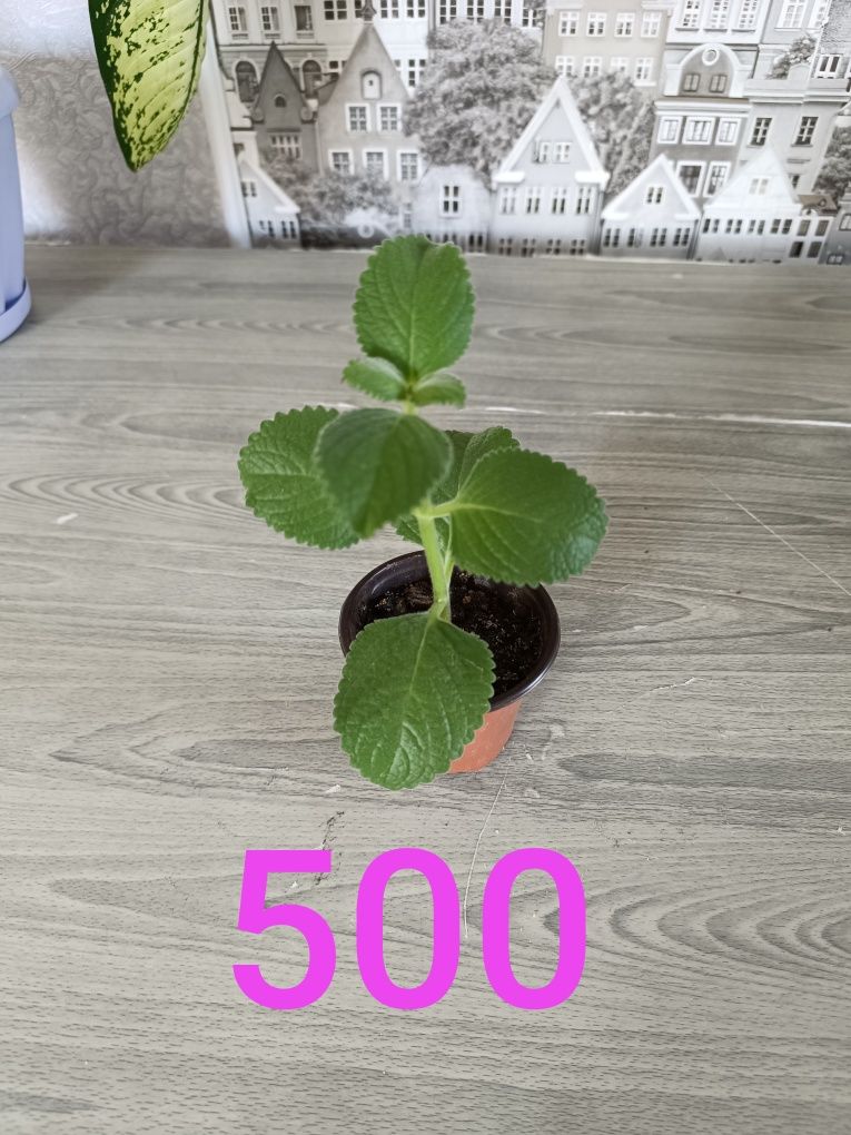 Продам недорого цветы