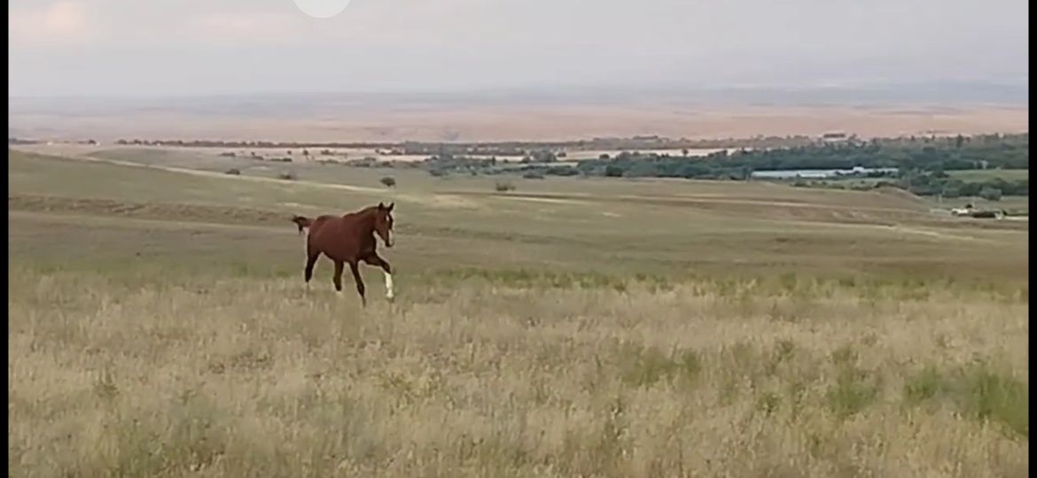 құнан айғыр лошадь жеребец