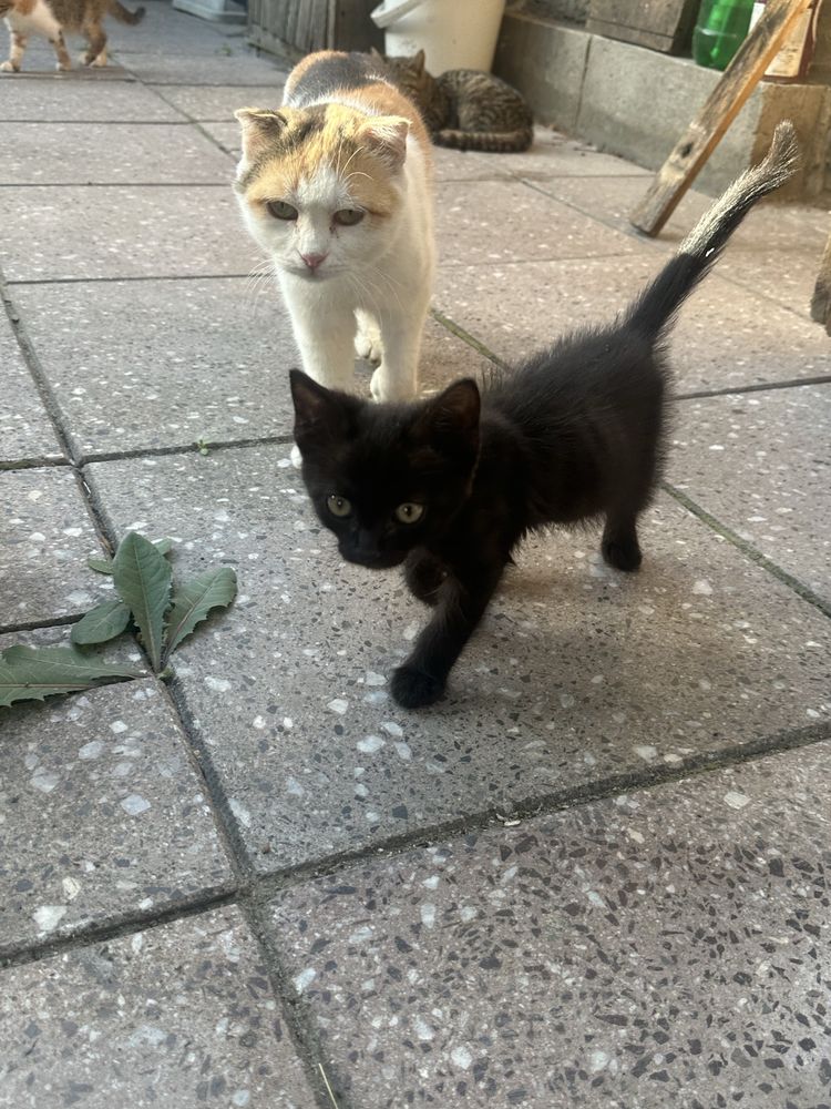 СРОЧНО отдаем котят в добрые руки!!