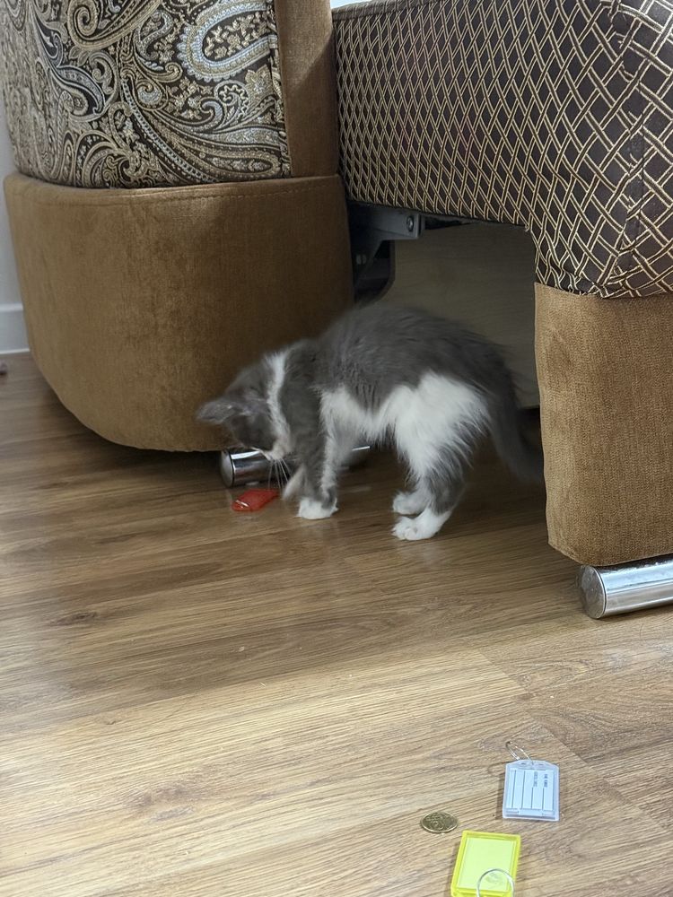Котенок ,  2 месяца, сумка в подарок