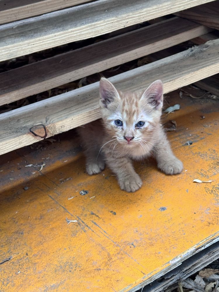 Отдам котят беслпатно