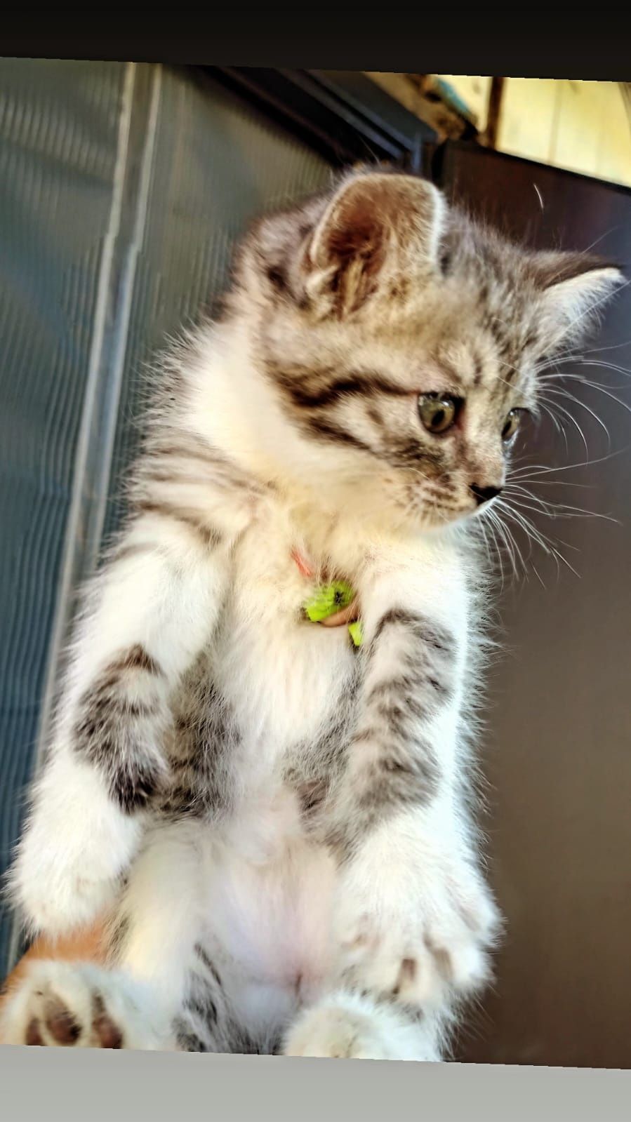 Котята страйты мальчики и девочки