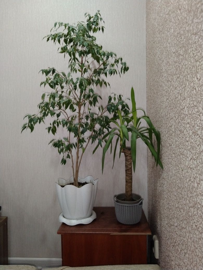 Продам фикус бенжамина и Юкку