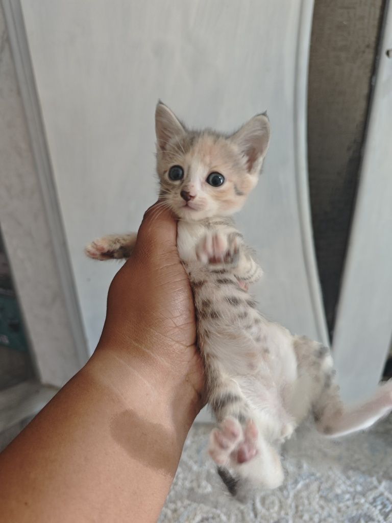 Котята мать крысолов