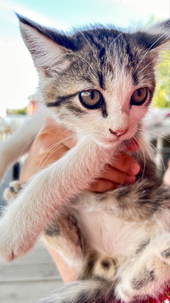 Котята бесплатно!