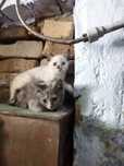Котята  шотландские