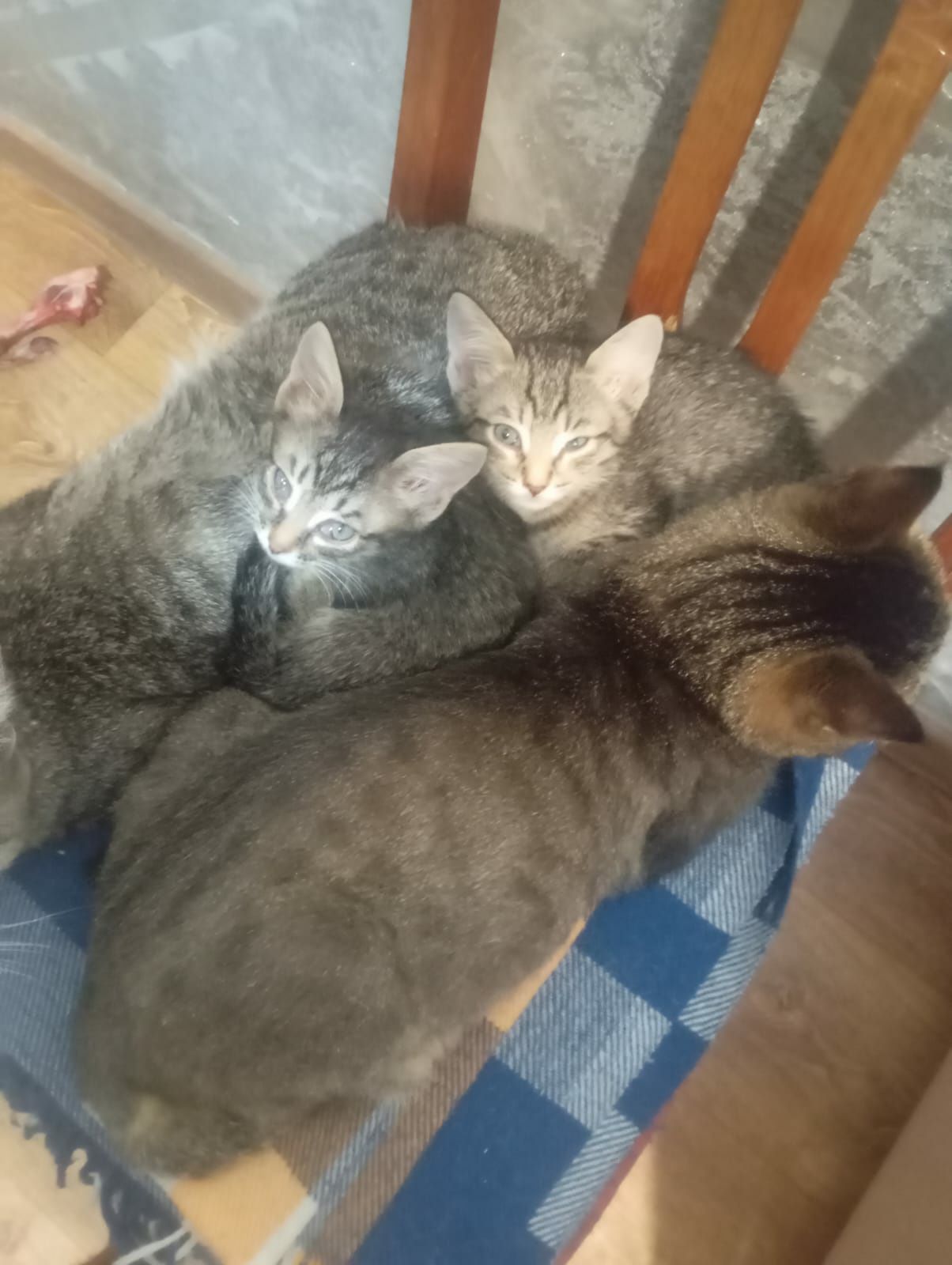 Отдам котят в любящие животных семьи.