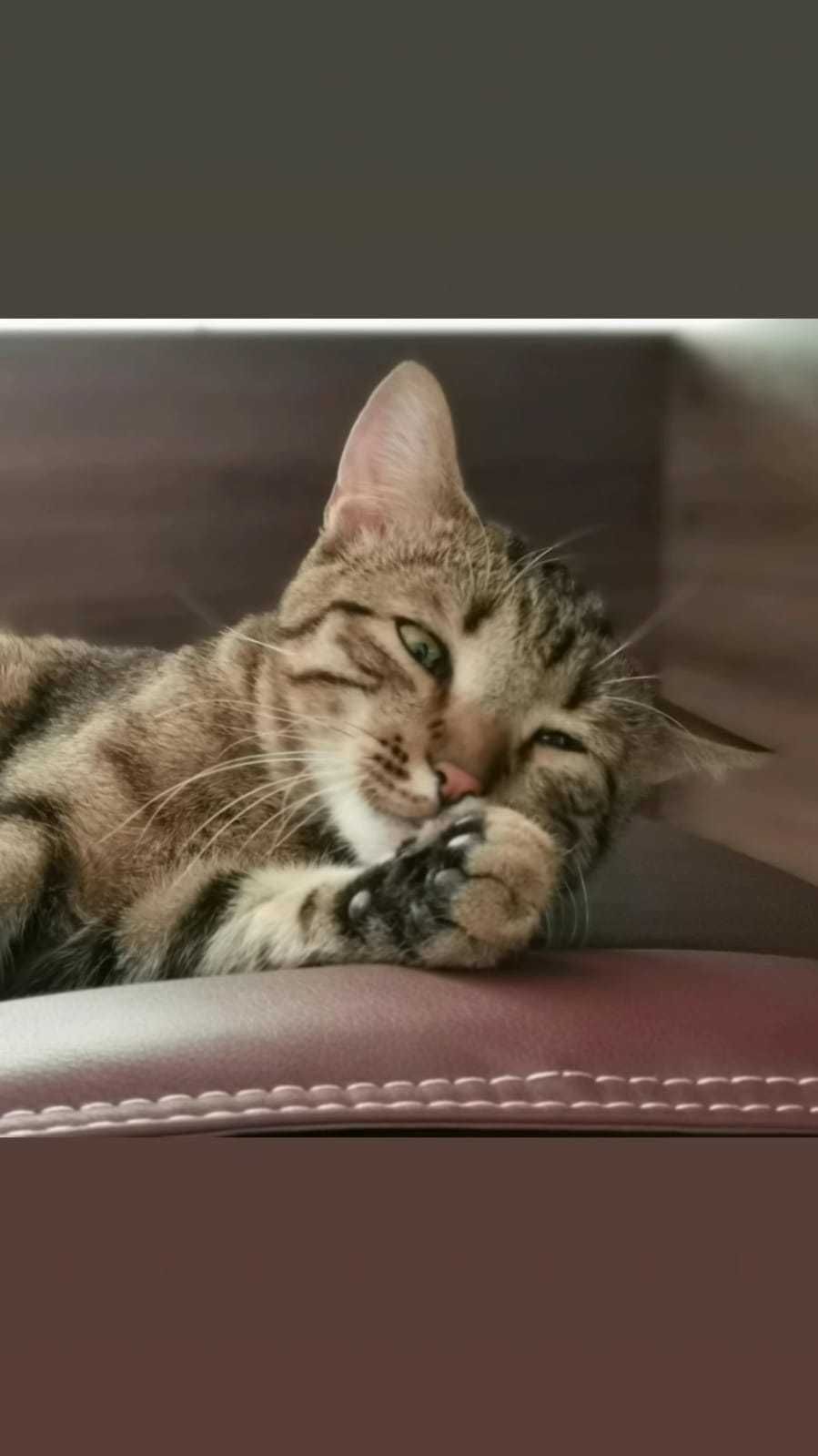 Котик в добрые руки