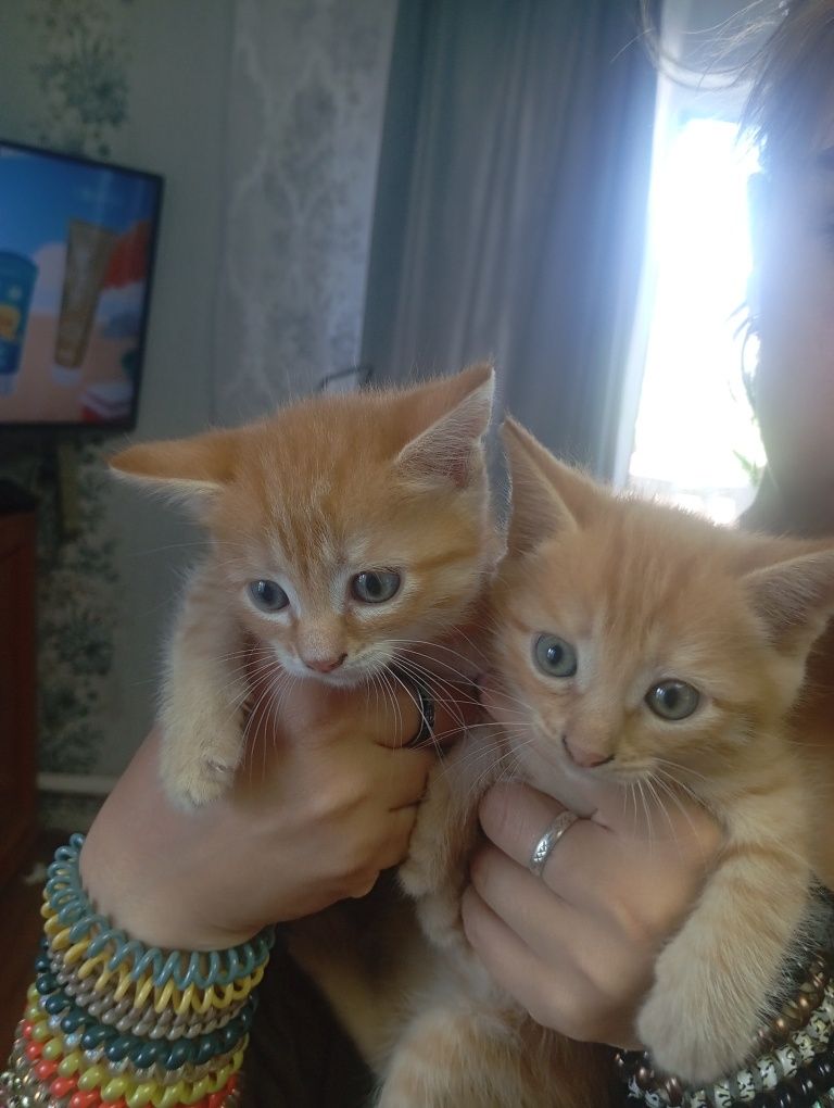 Отдам котят девочка и мальчик