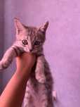 шатландское кошки