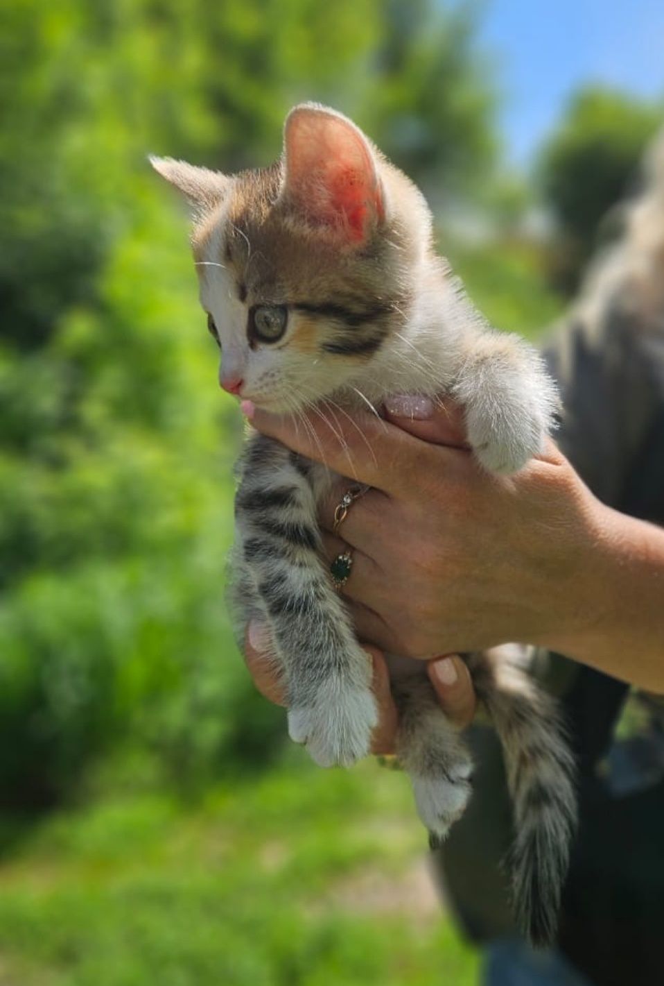 Отдам котёнка в добрые руки