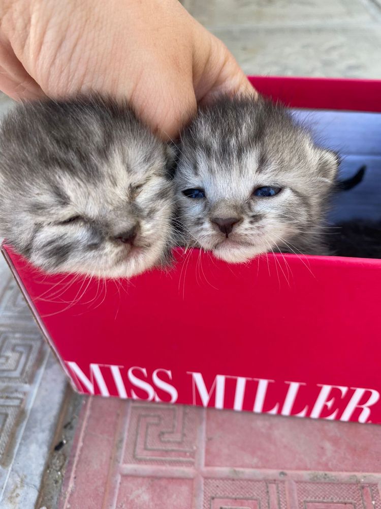 Котёнки маленькие