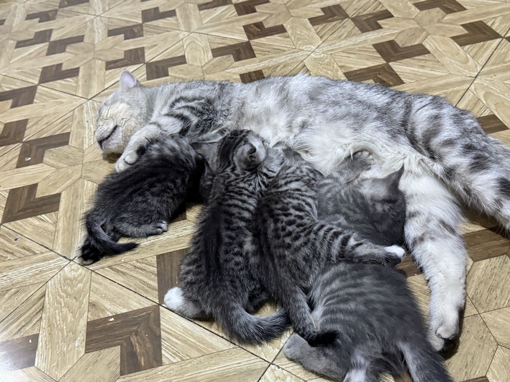 Шотланские котята серые и мраморные