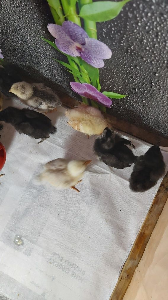 Продам  цыплят разных пород