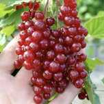 Продам красную смородину.