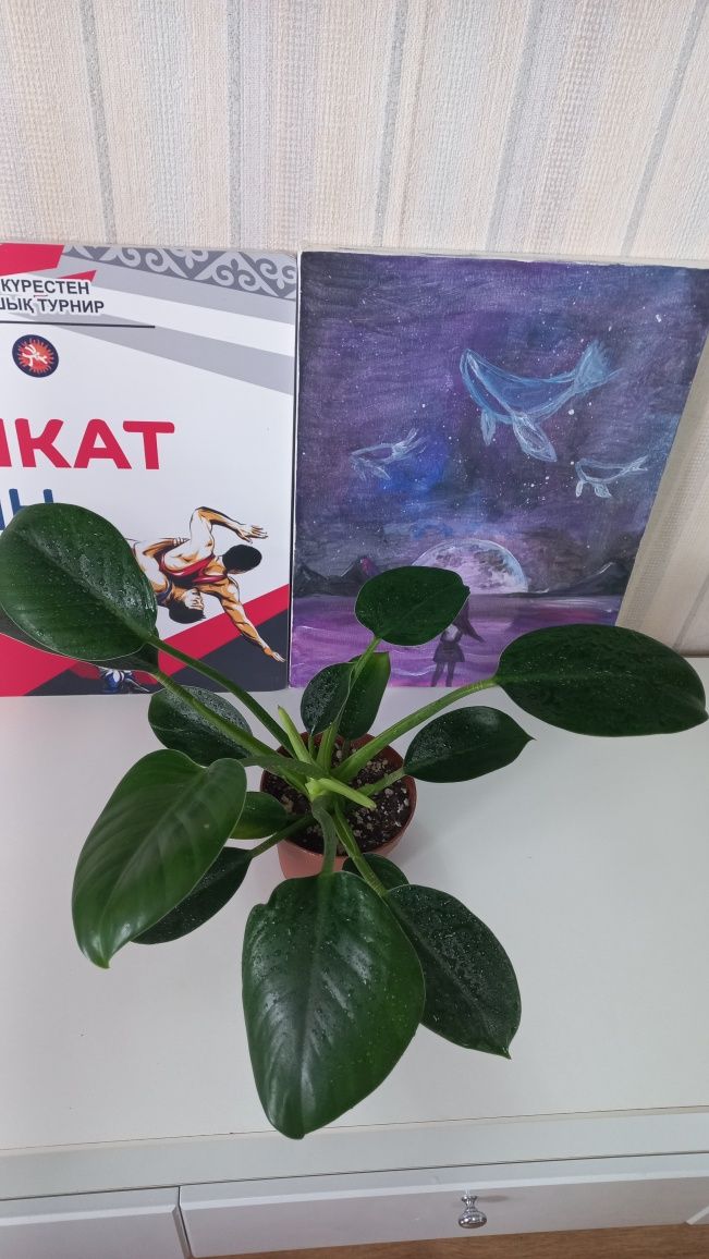 Бөлме гүлдері. Күтімді аса қажет етпейтін түрлерінен.