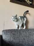 Породистый Котик бесплатно