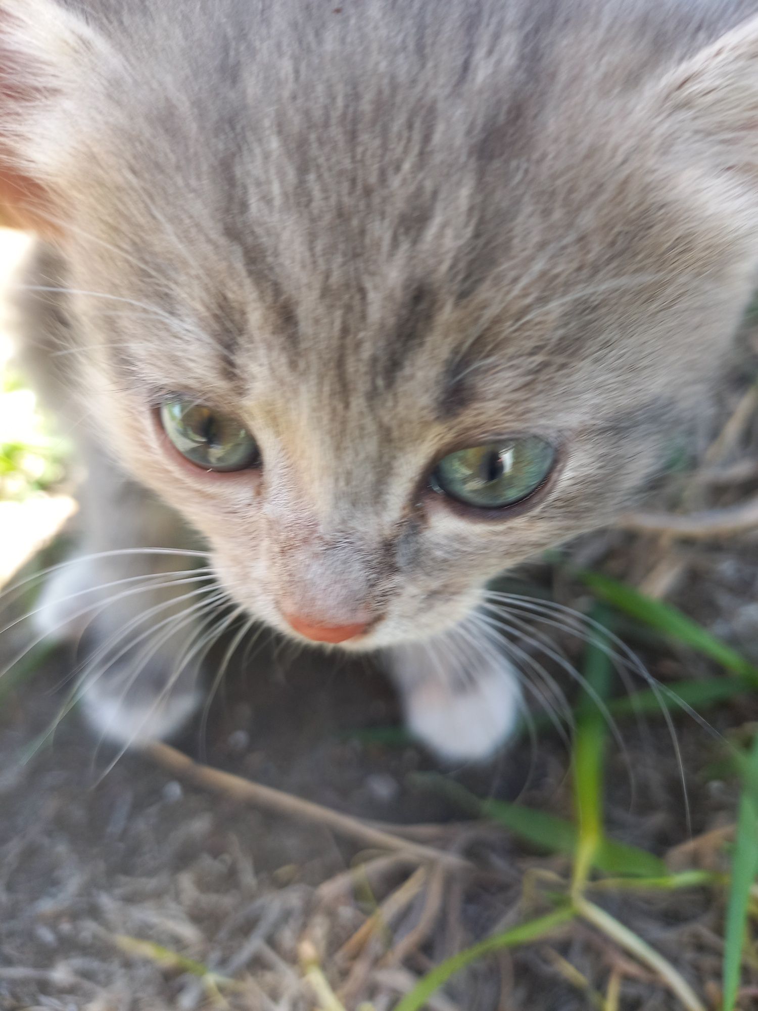 Котят отдам отдам