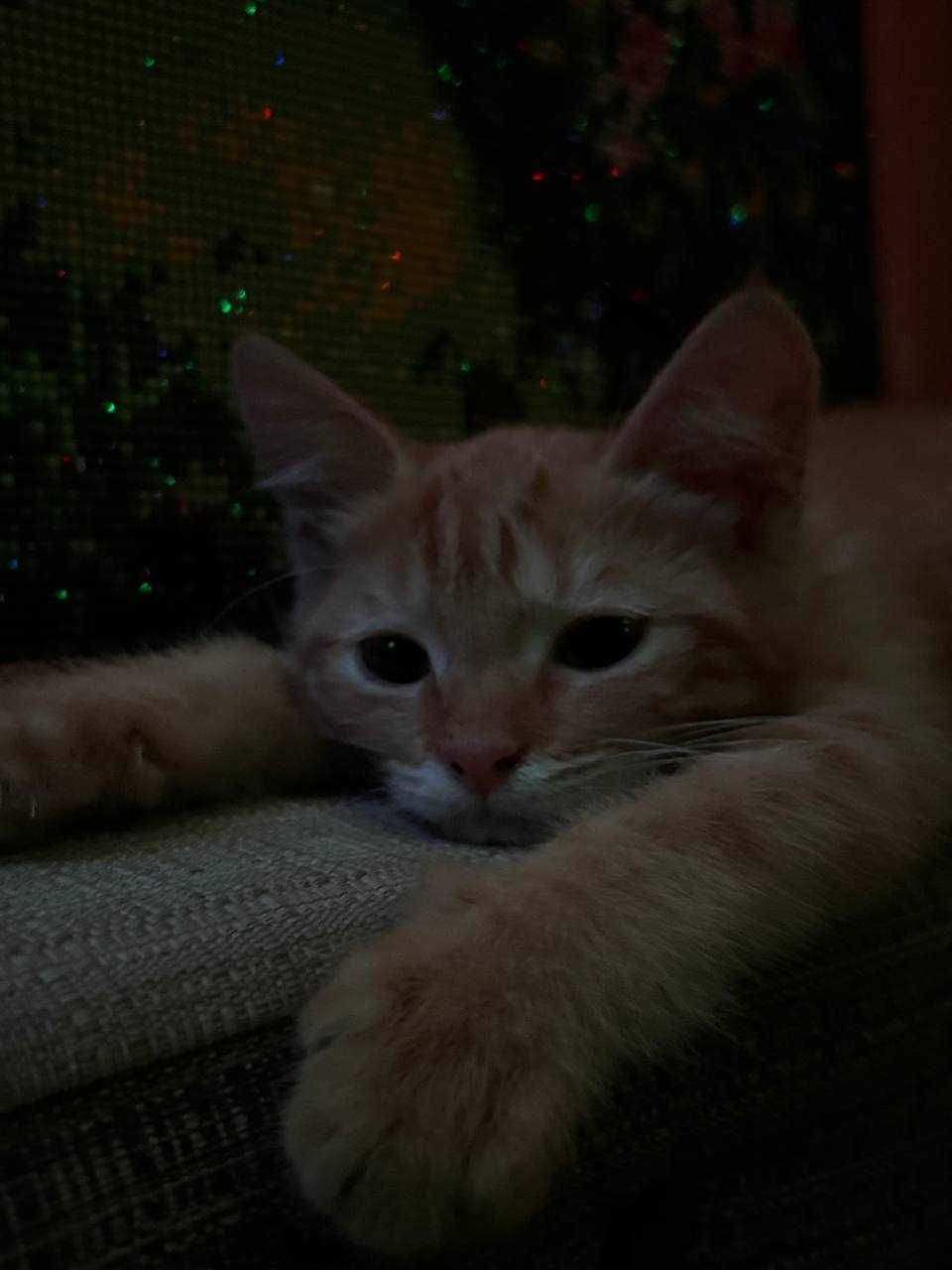 Котенок ищет дом