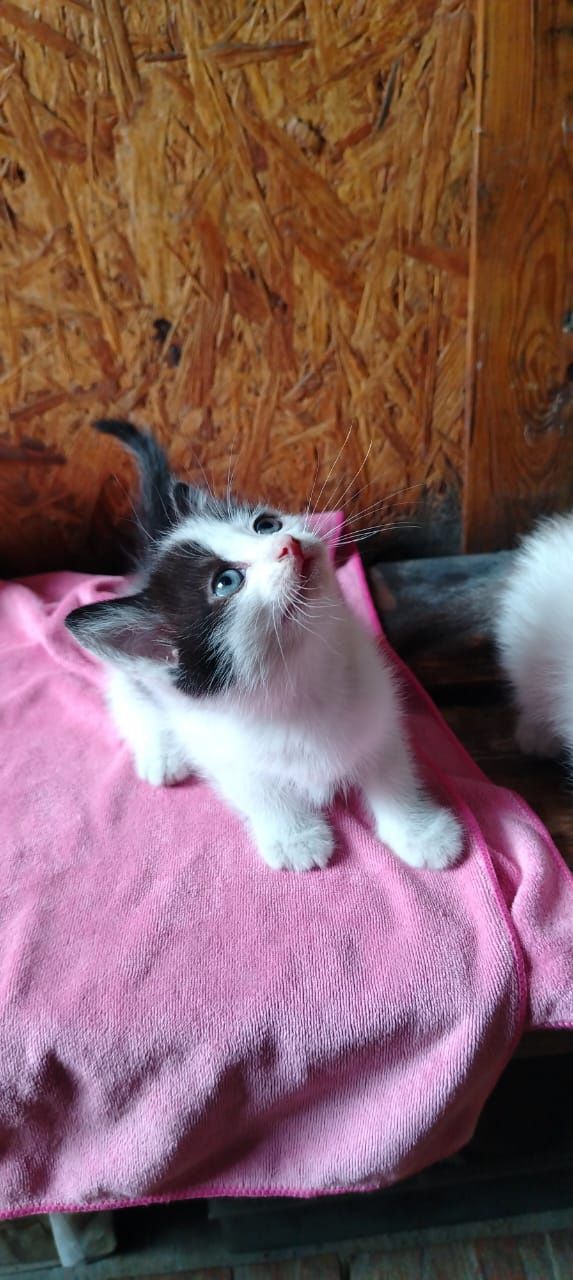 Котёнок, в добрые руки