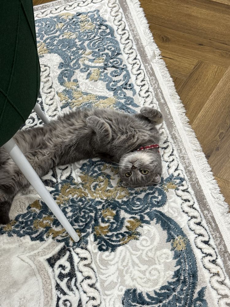 Кошка вислоухий