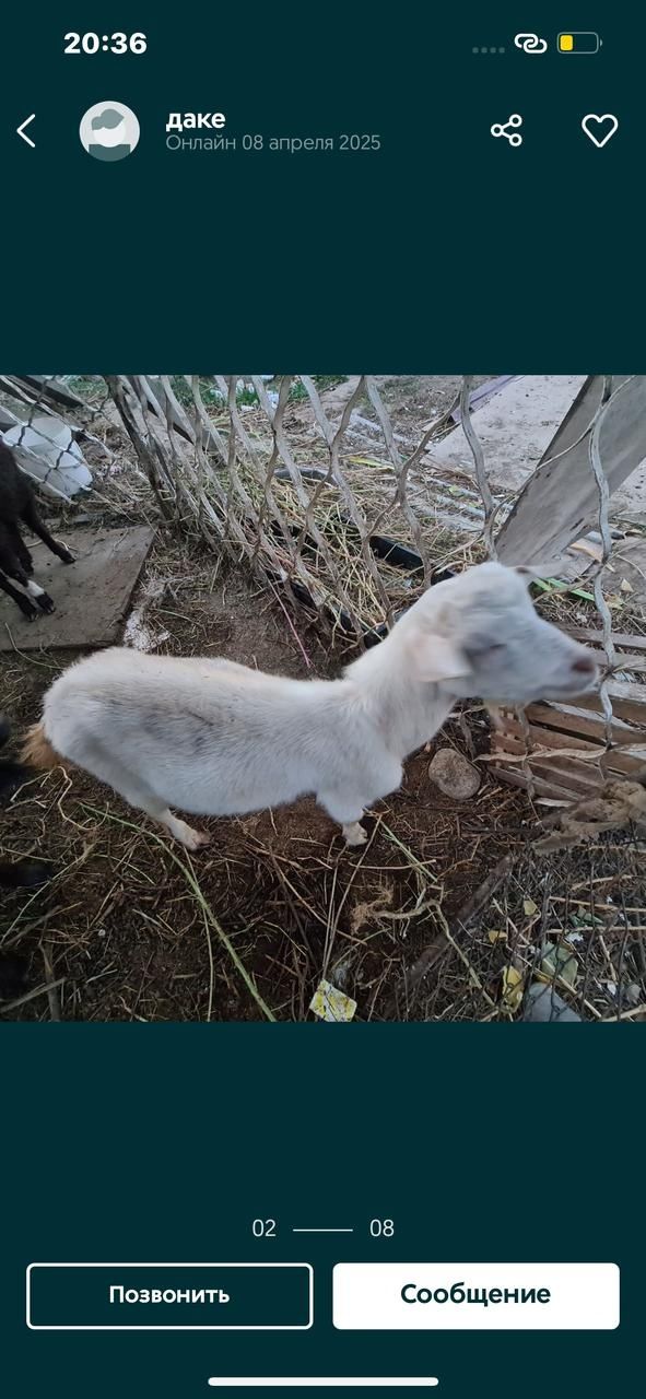 Ешкилер козы городе