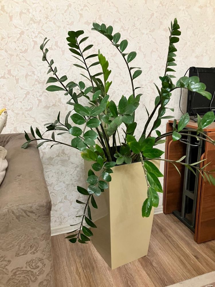 Цветы 5 вида с горшками