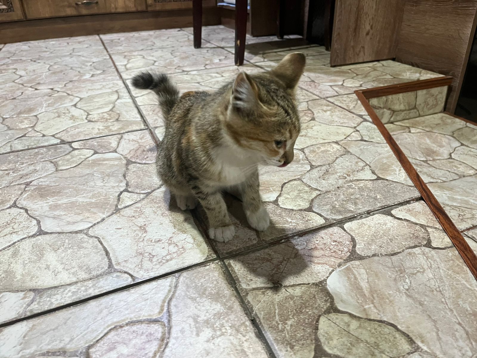 Отдам котенка девочка