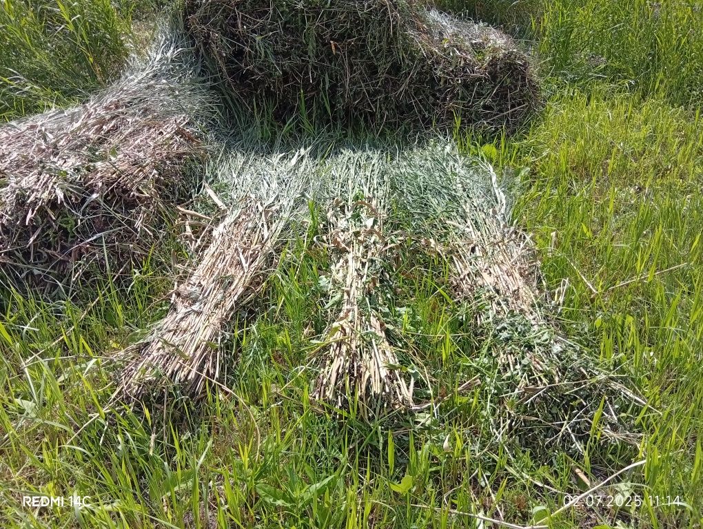 Камыс камыш сатамын заказбен бумалай  800тг  1000 тг  бумасы доставка