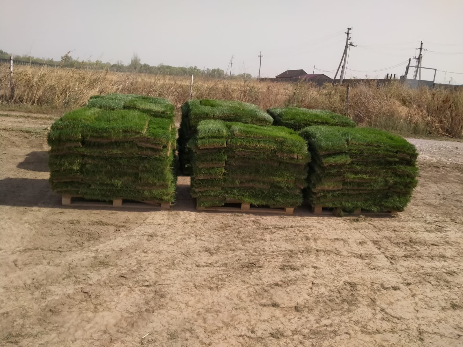 Газон рулонный и посевной