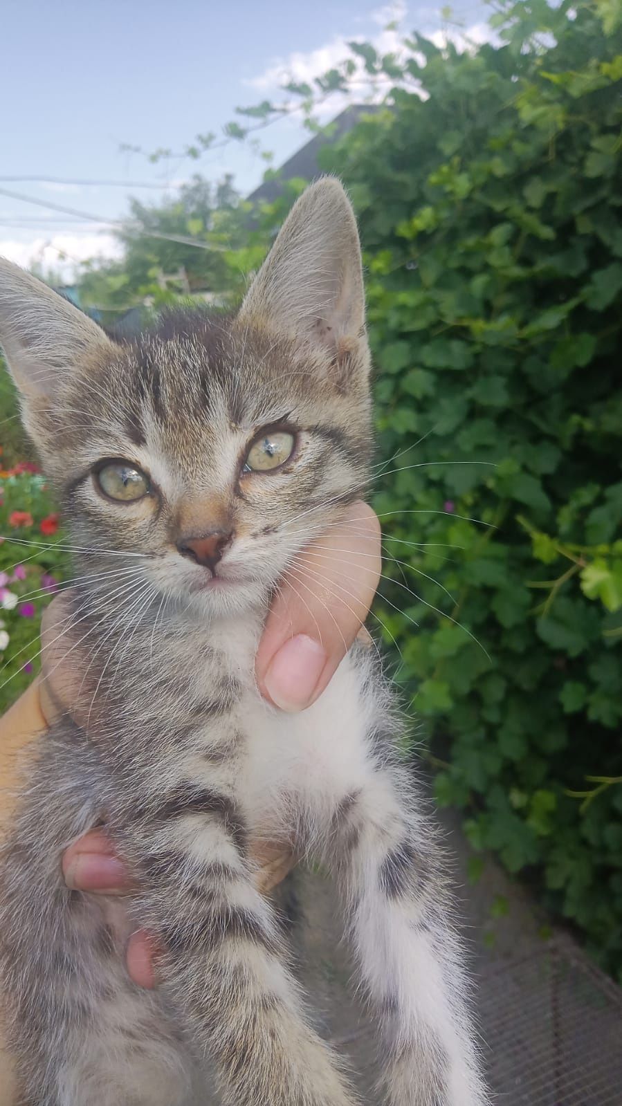 Отдам котят бесплатно