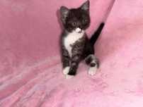 Котёнок мальчик мама шотландская прямоухая