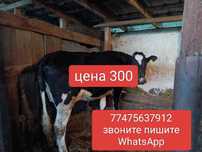 Продам молочную корову