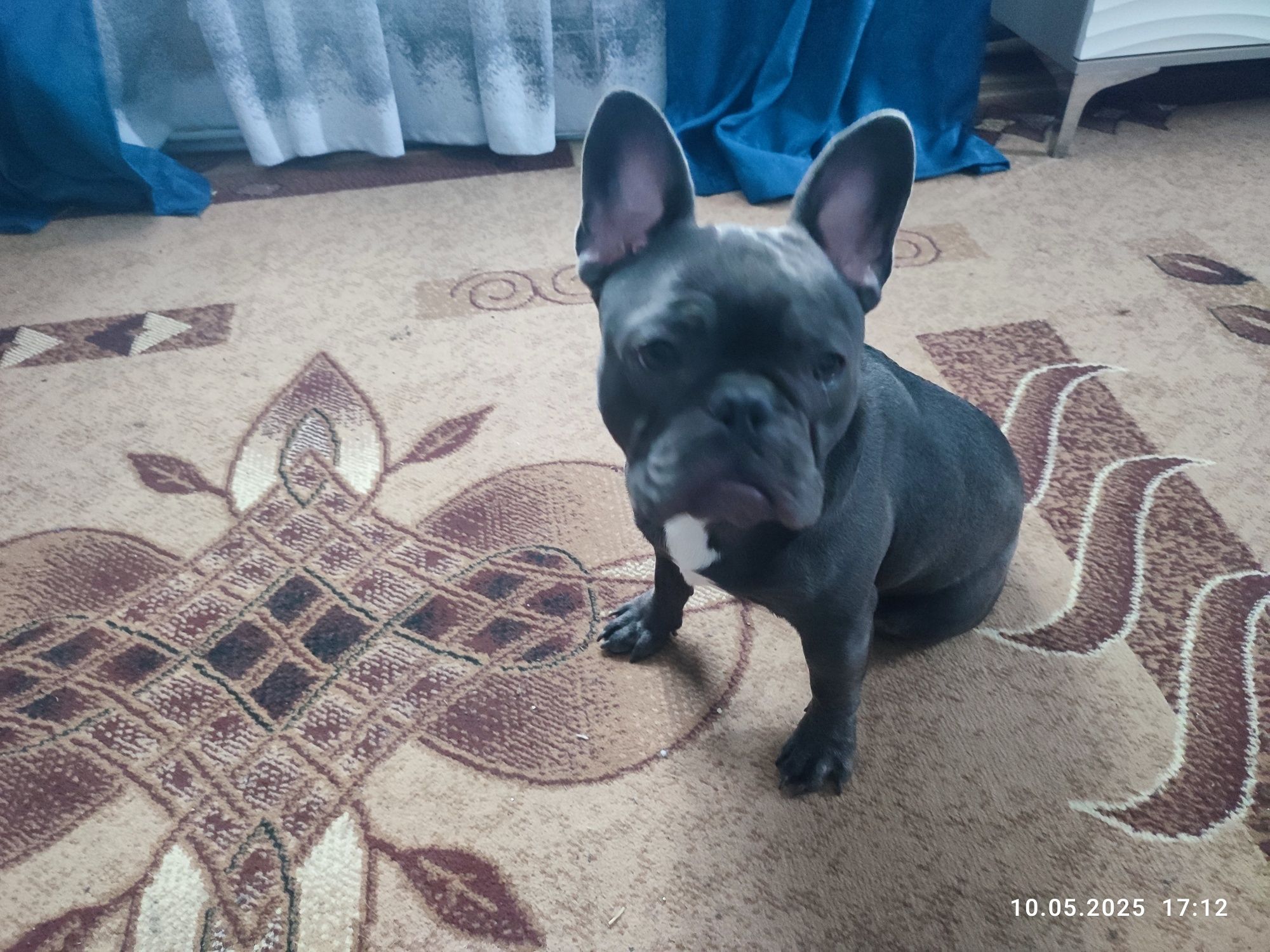 Продам срочно мальчика