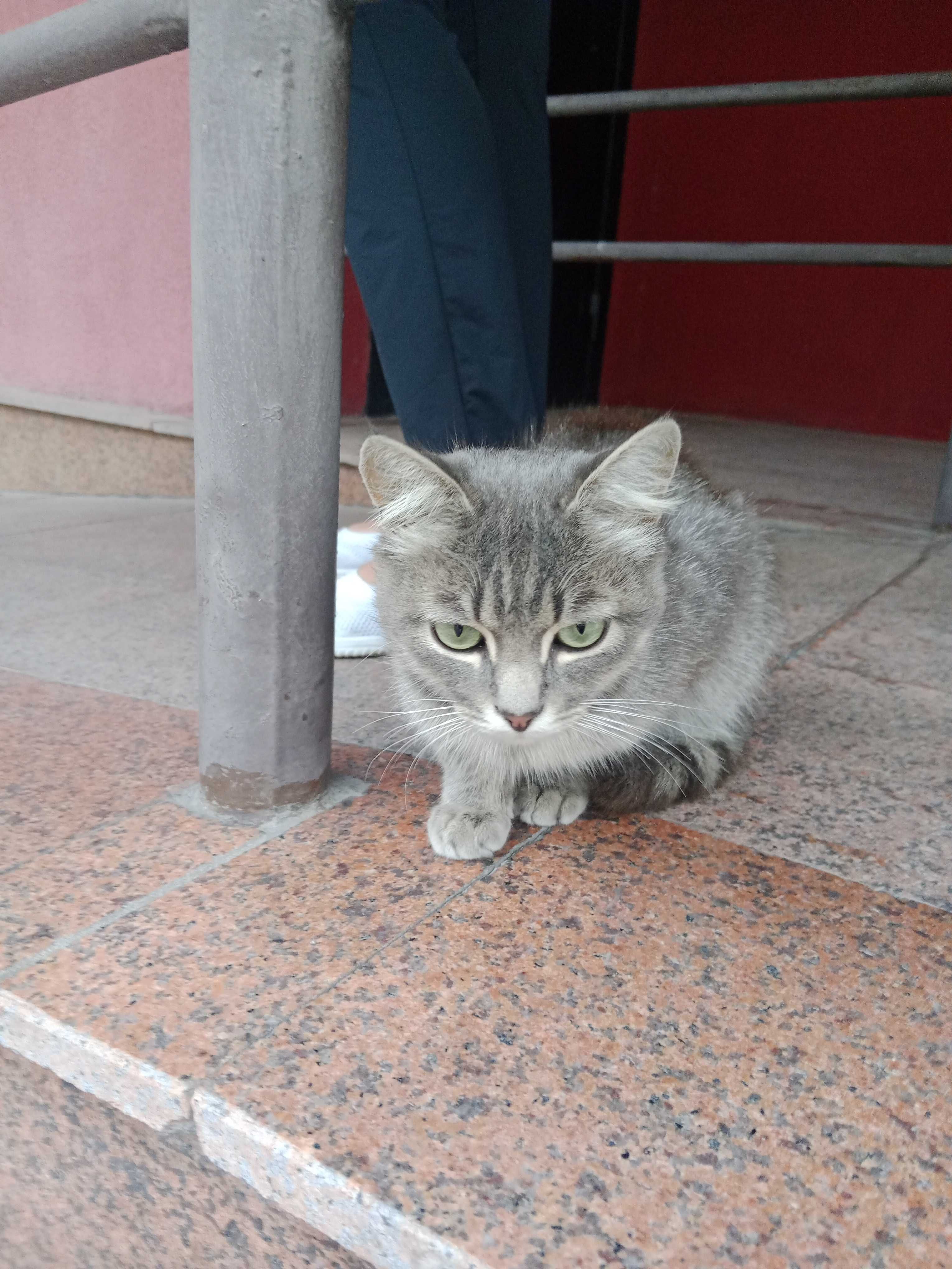 Красивейший котик в добрые руки