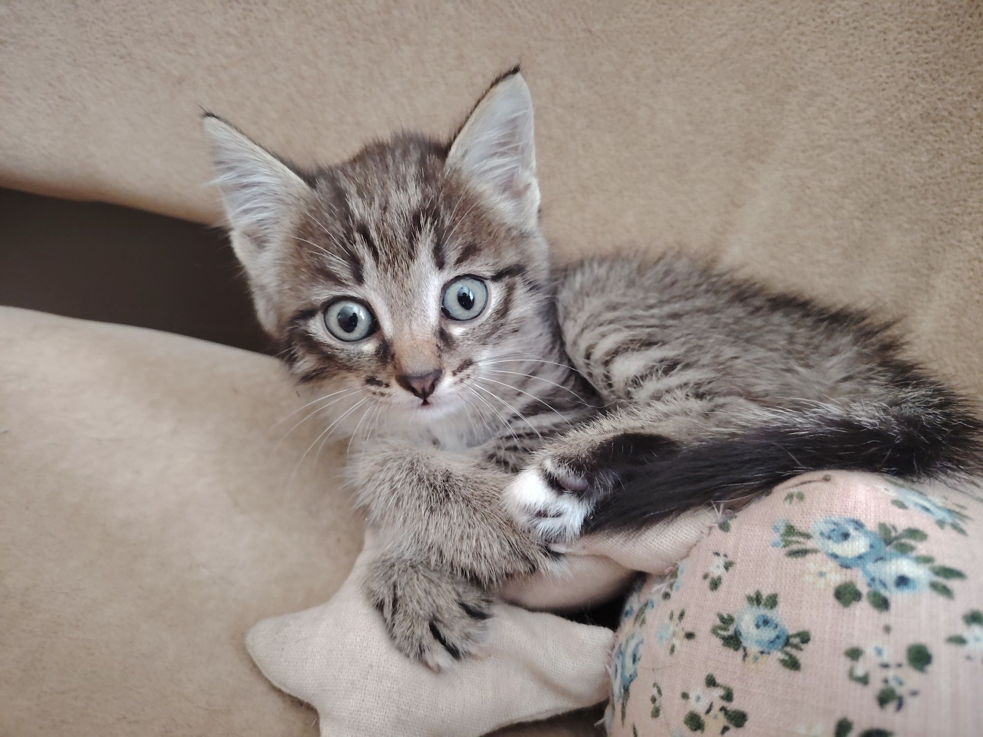 Отдам котёнка в добрые руки