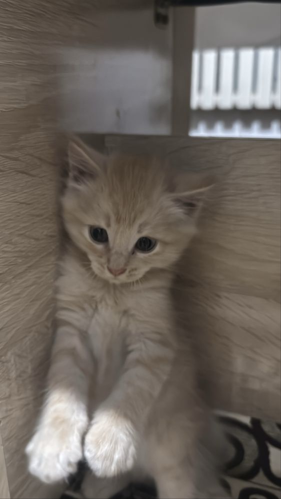 Кошка мальчик очень ласковый