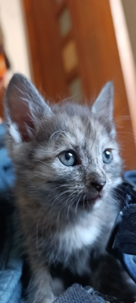 Котята. 1 месяц.