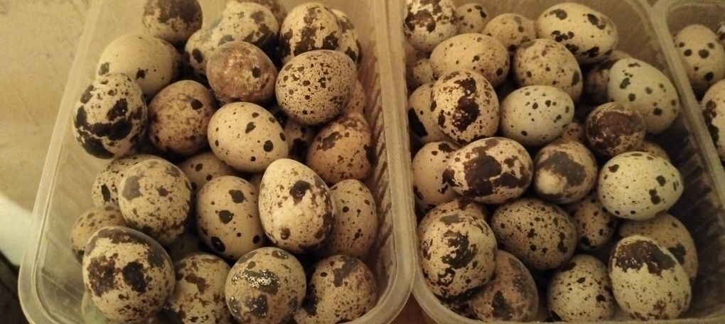 Продам перепелиные яйцо