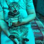 Кошечка   .   .   .