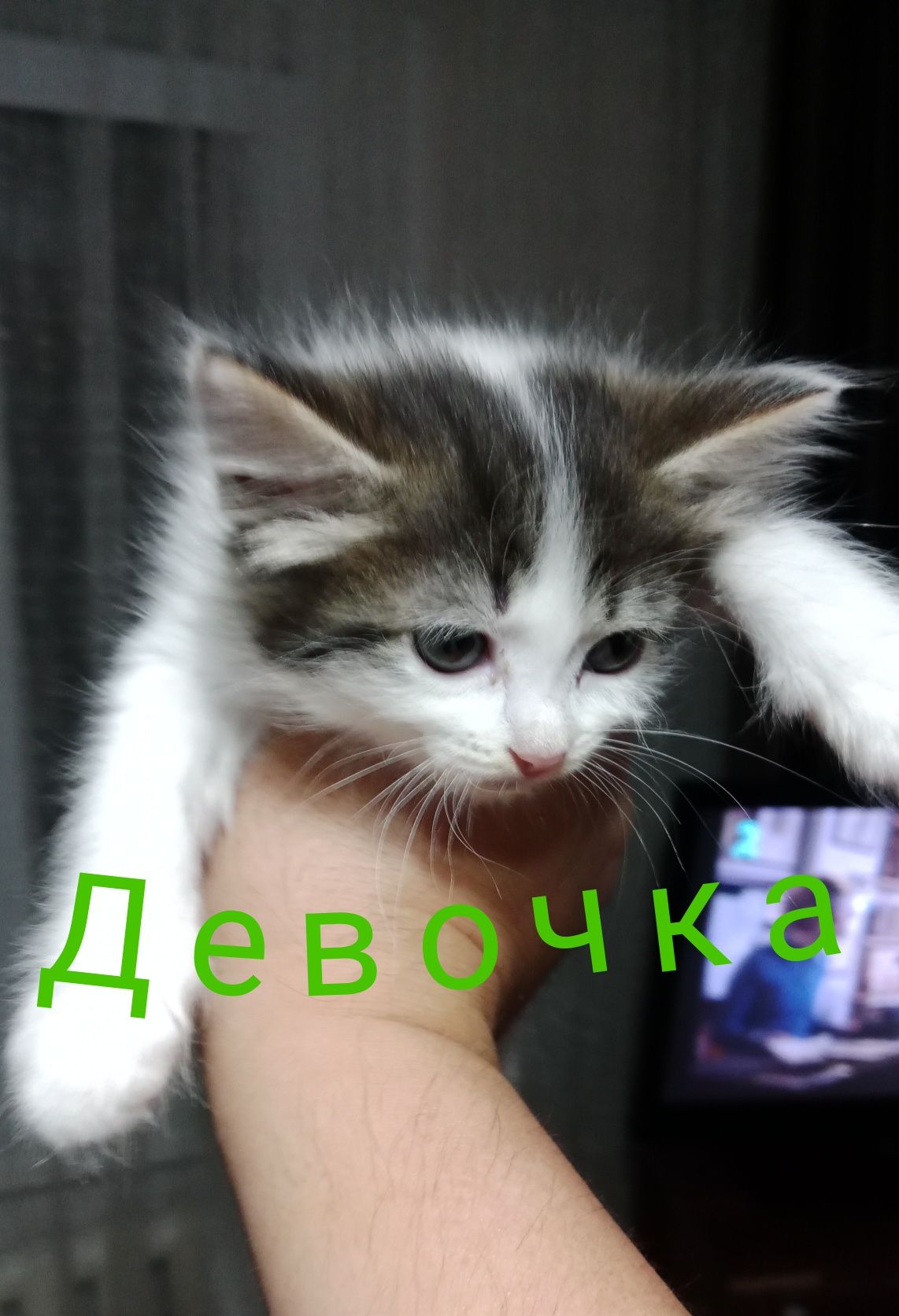 Отдадим котят 1.5 мес девочки