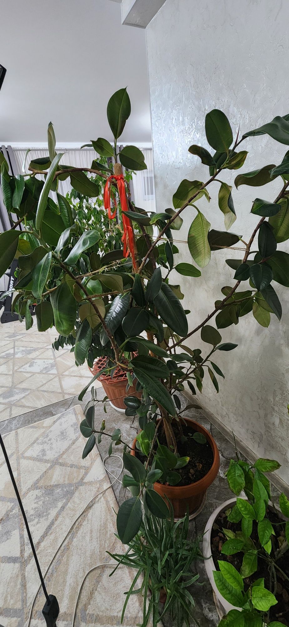 Продам цветы (фикусы)
