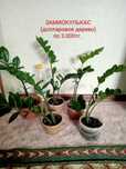 Продам замиокулькас(долларовое дерево) 3.000 тг